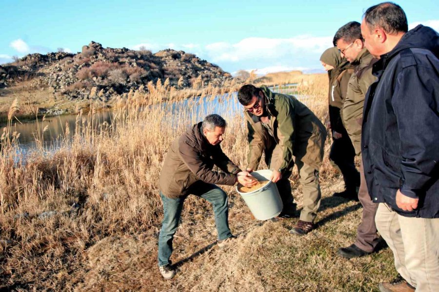 Hürmetçi Sazlığı’nda Yemleme Çalışması Yapıldı