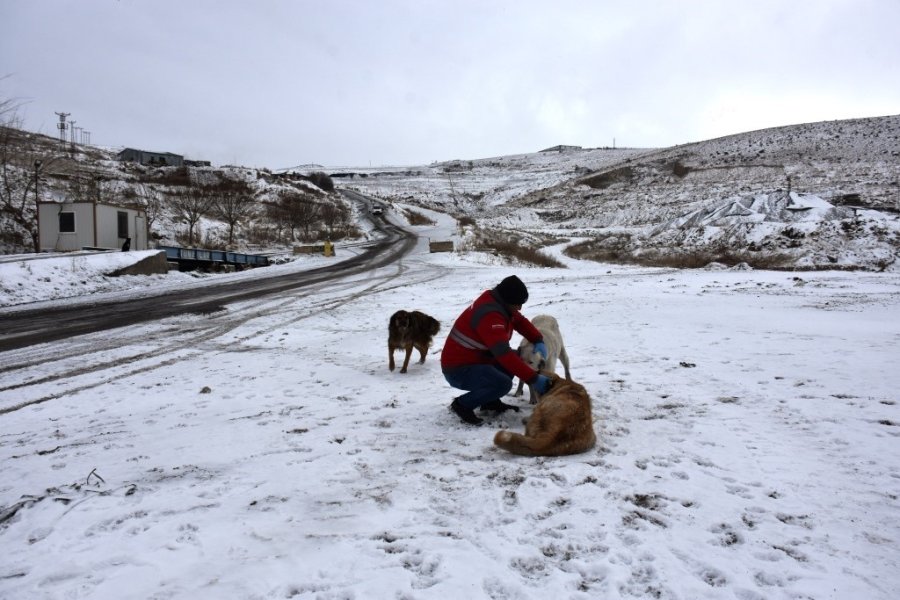Kocasinan’dan Soğuk Havada Sokak Hayvanları İçin Yemleme Çalışması