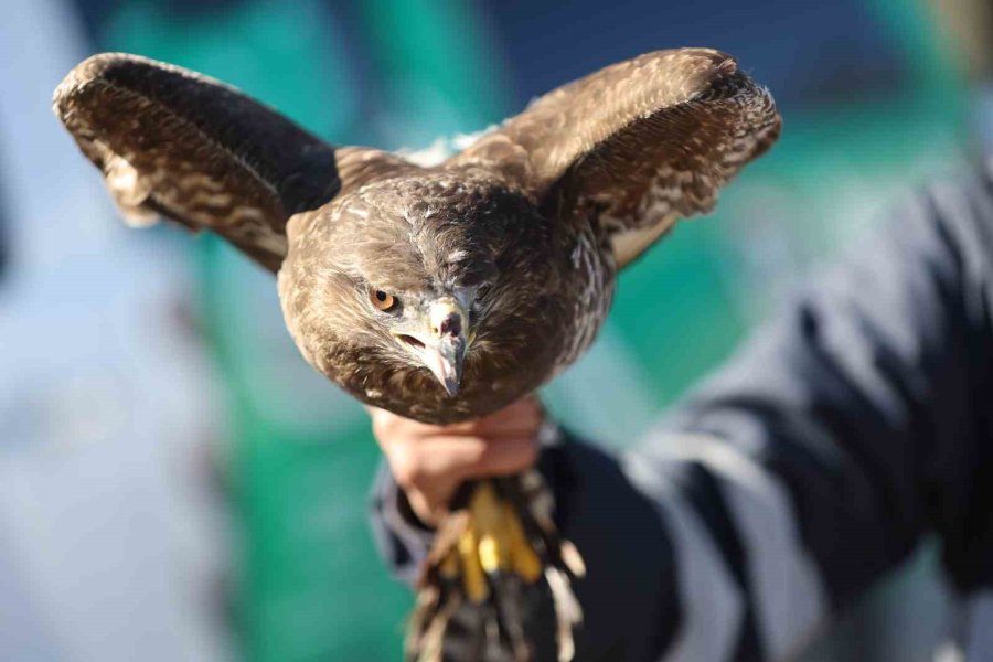 Dünya Sulak Alan Günü’nde İki Şahin Doğaya Bırakıldı