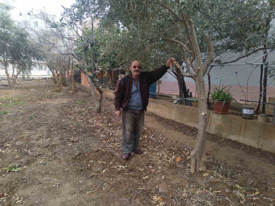 Mersin’de Aç Kalan Domuz Sürüleri Şehir Merkezine İndi