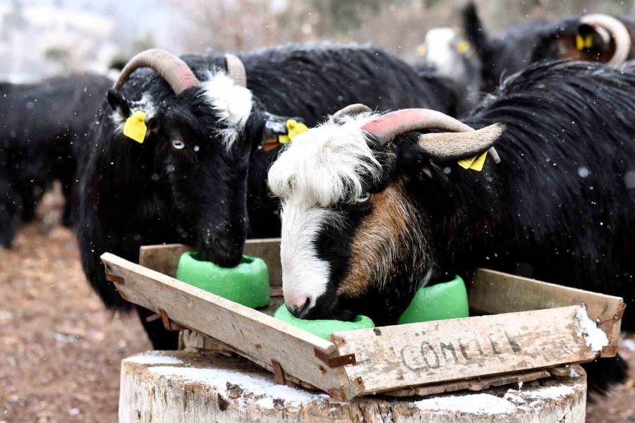 ’hadi Gel Köyümüze Destek Verelim’ Projesi İle Üretici Oldu