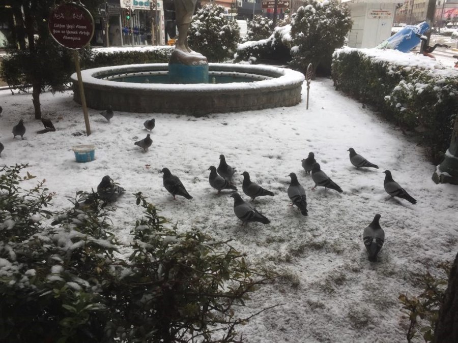 Eskişehirli Hayvanseverler Karlı Havalarda Güvercinleri Unutmadı