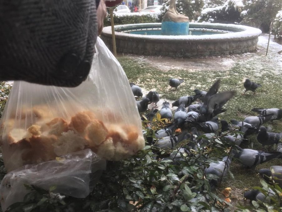 Eskişehirli Hayvanseverler Karlı Havalarda Güvercinleri Unutmadı