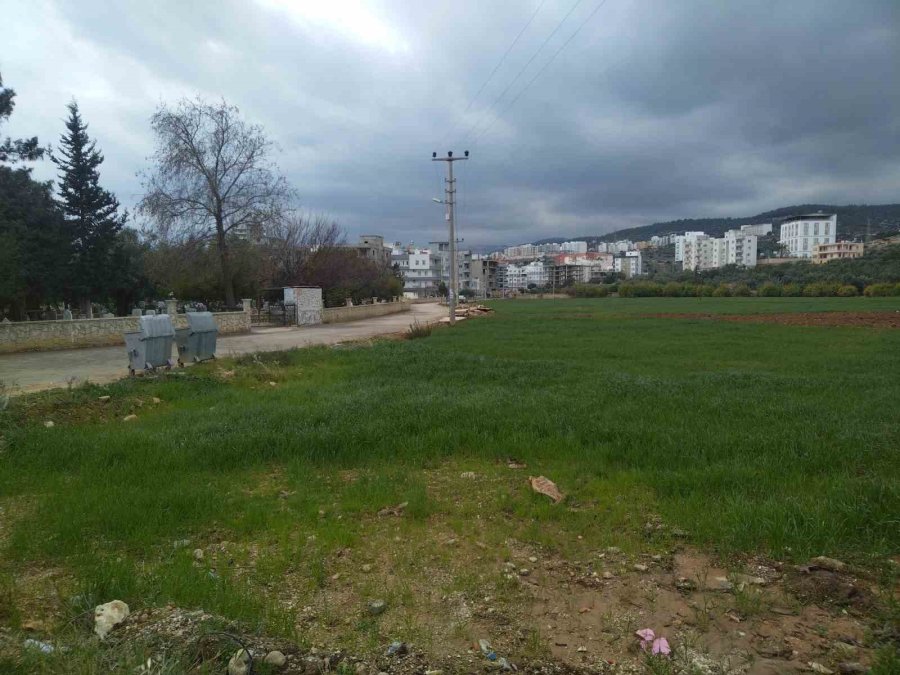 Mersin’de Aç Kalan Domuz Sürüleri Şehir Merkezine İndi