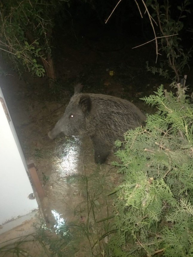 Mersin’de Aç Kalan Domuz Sürüleri Şehir Merkezine İndi