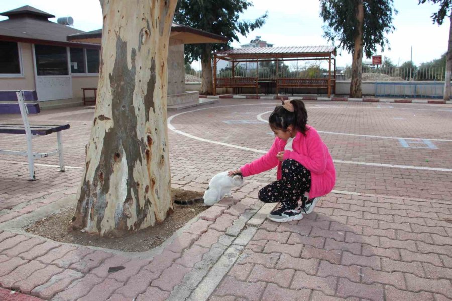 Okulun Kedisi Okulda Mahsur Kalıp Pencereye Çıktı, Ekipler Alarma Geçti