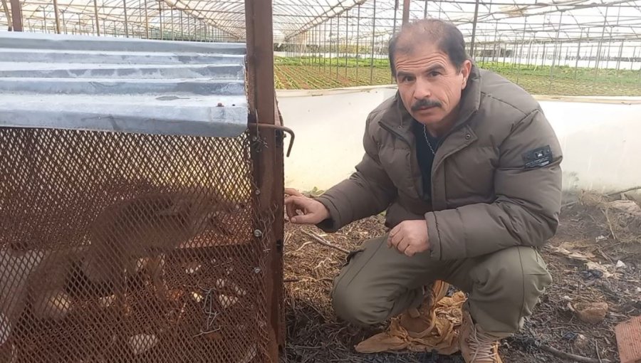 Emekli Polisin "battal Gazi" Kapanı, Tilkilerin Kabusu Oldu