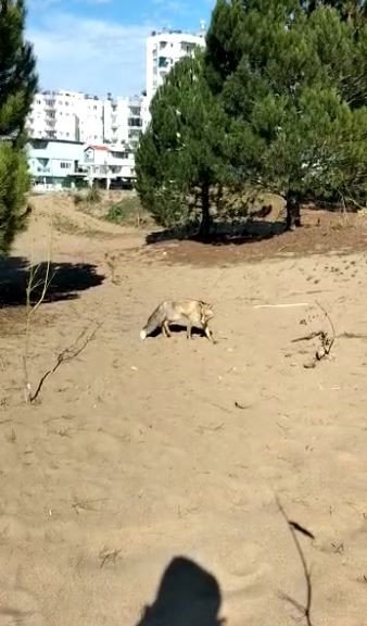 Emekli Polisin "battal Gazi" Kapanı, Tilkilerin Kabusu Oldu