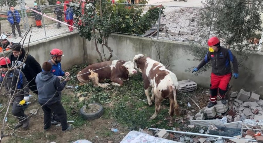 Hatay’da Enkaz Altında Kalan İnek Kurtarıldı