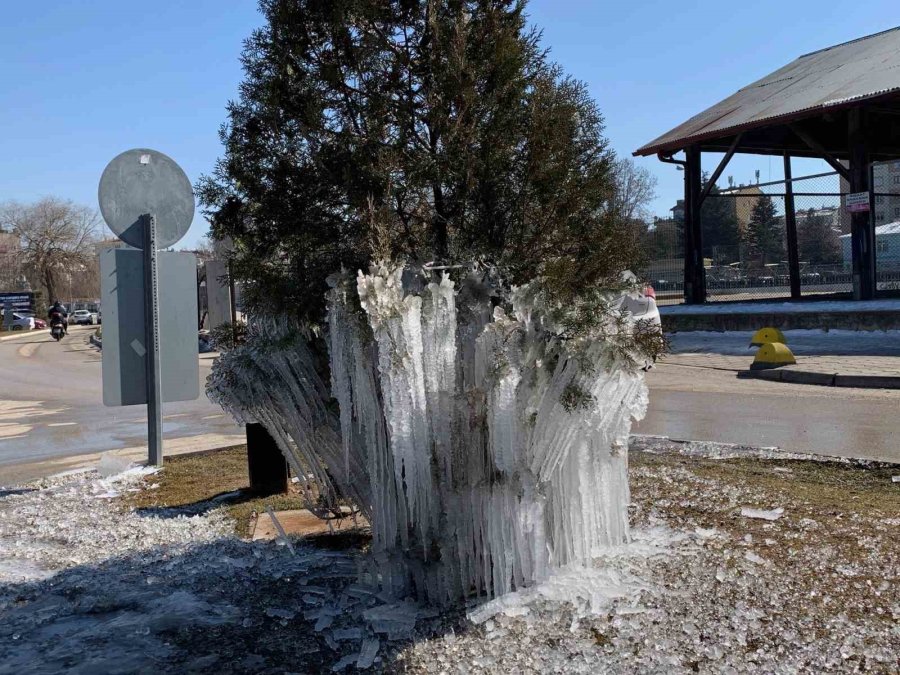 Donan Ağaçlar Kartpostallık Görüntü Oluşturdu