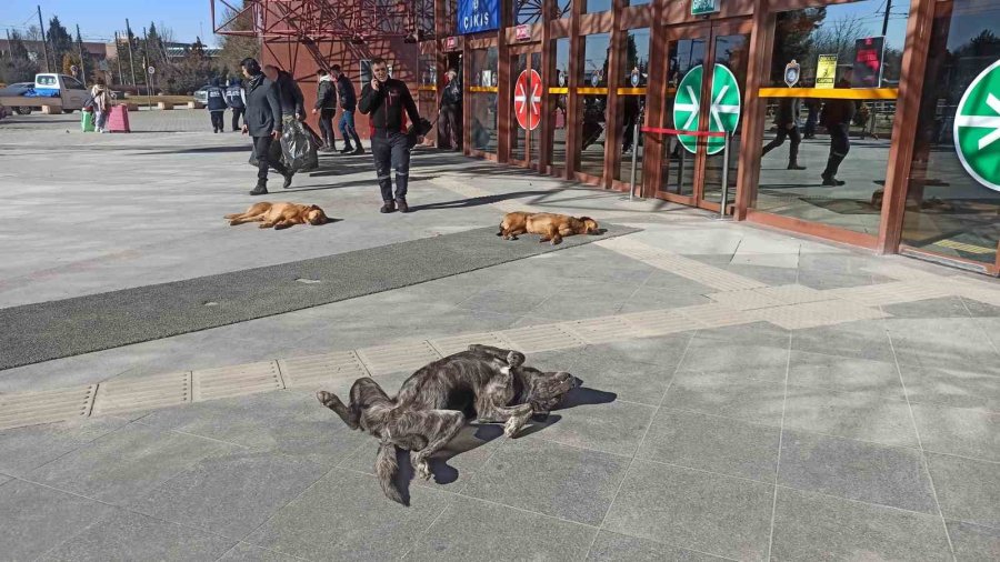 Sevimli Dostların Güneş Keyfi Gülümsetti