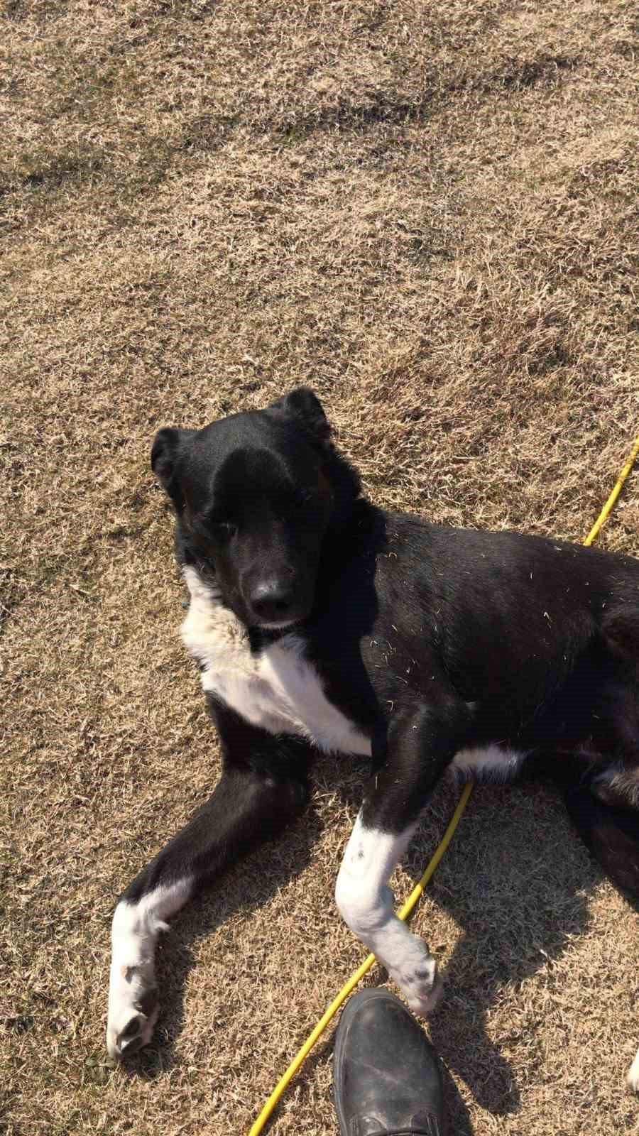 Kepez Belediyesi Enkazdan Kurtardığı Köpeği Sahiplendi