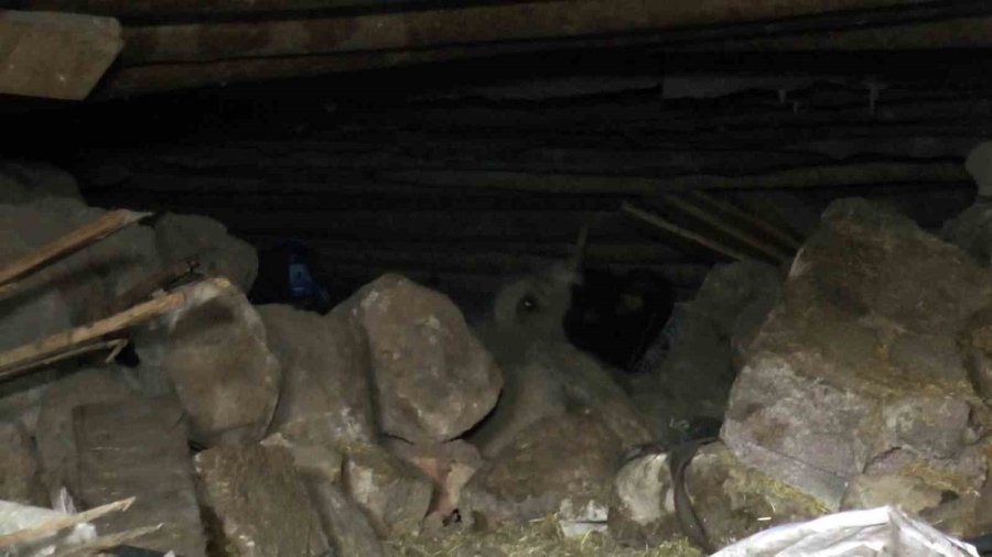 Sürünerek Girip Enkazın Altındaki İneğini Besliyor