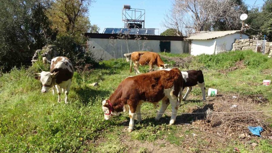Depremzede Kadın ‘hayat Arkadaşım’ Dediği İneklerini Geride Bırakmadı