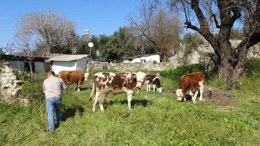 Depremzede Kadın ‘hayat Arkadaşım’ Dediği İneklerini Geride Bırakmadı