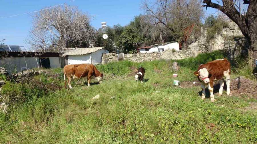 Depremzede Kadın ‘hayat Arkadaşım’ Dediği İneklerini Geride Bırakmadı