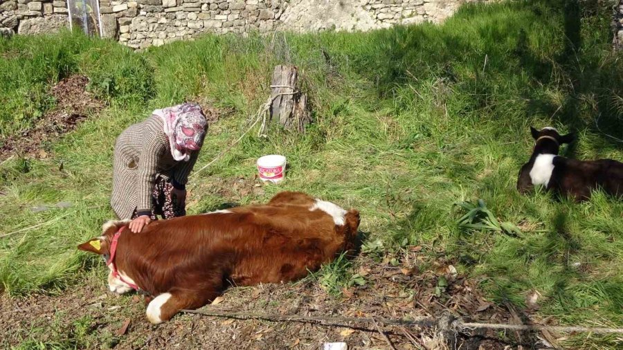 Depremzede Kadın ‘hayat Arkadaşım’ Dediği İneklerini Geride Bırakmadı