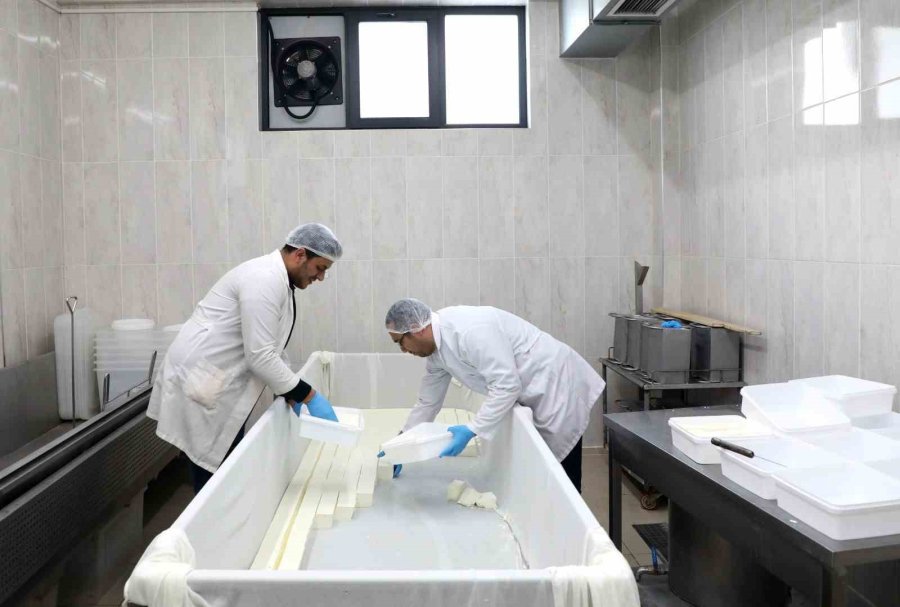 Kayü Bağışçılardan Temin Ettiği Sütü Peynir Yaparak Depremzedelere Gönderdi