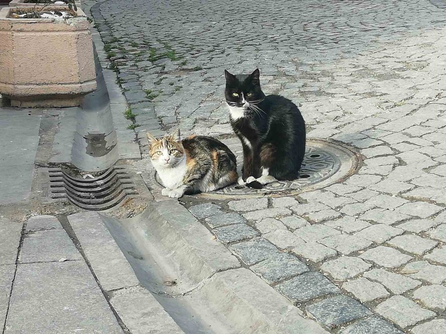 Üşüyen Kediler Isınmak İçin Çözüm Yolu Buldu