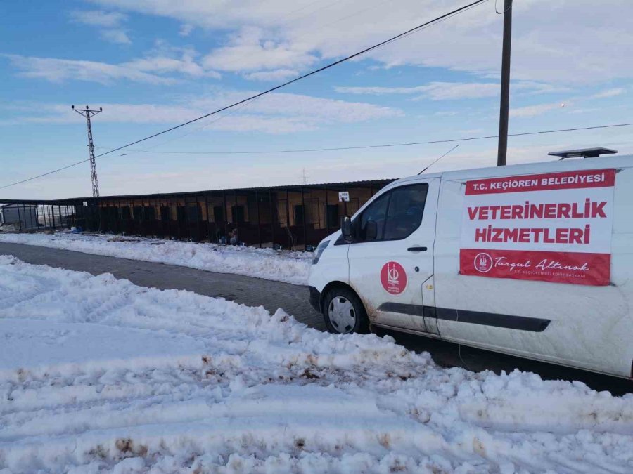 Keçiören Belediyesi Veteriner Hekimleri Yaraları Sarıyor