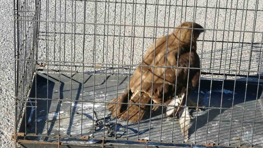 Yaralı Ve Hasta Şahini Milli Parklar’a Teslim Ettiler