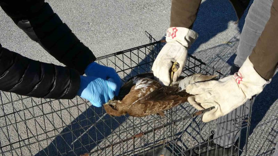 Yaralı Ve Hasta Şahini Milli Parklar’a Teslim Ettiler