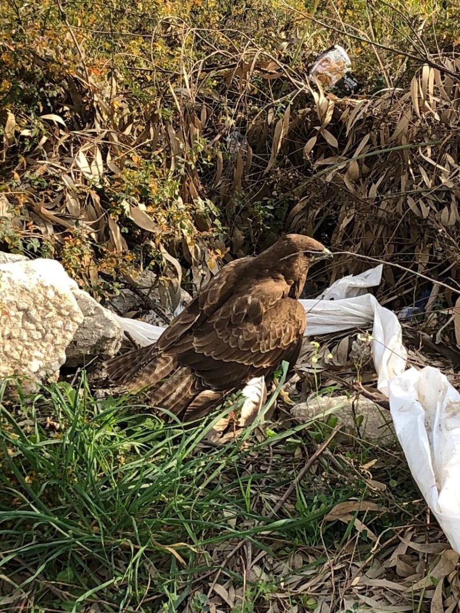 Yaralı Ve Hasta Şahini Milli Parklar’a Teslim Ettiler