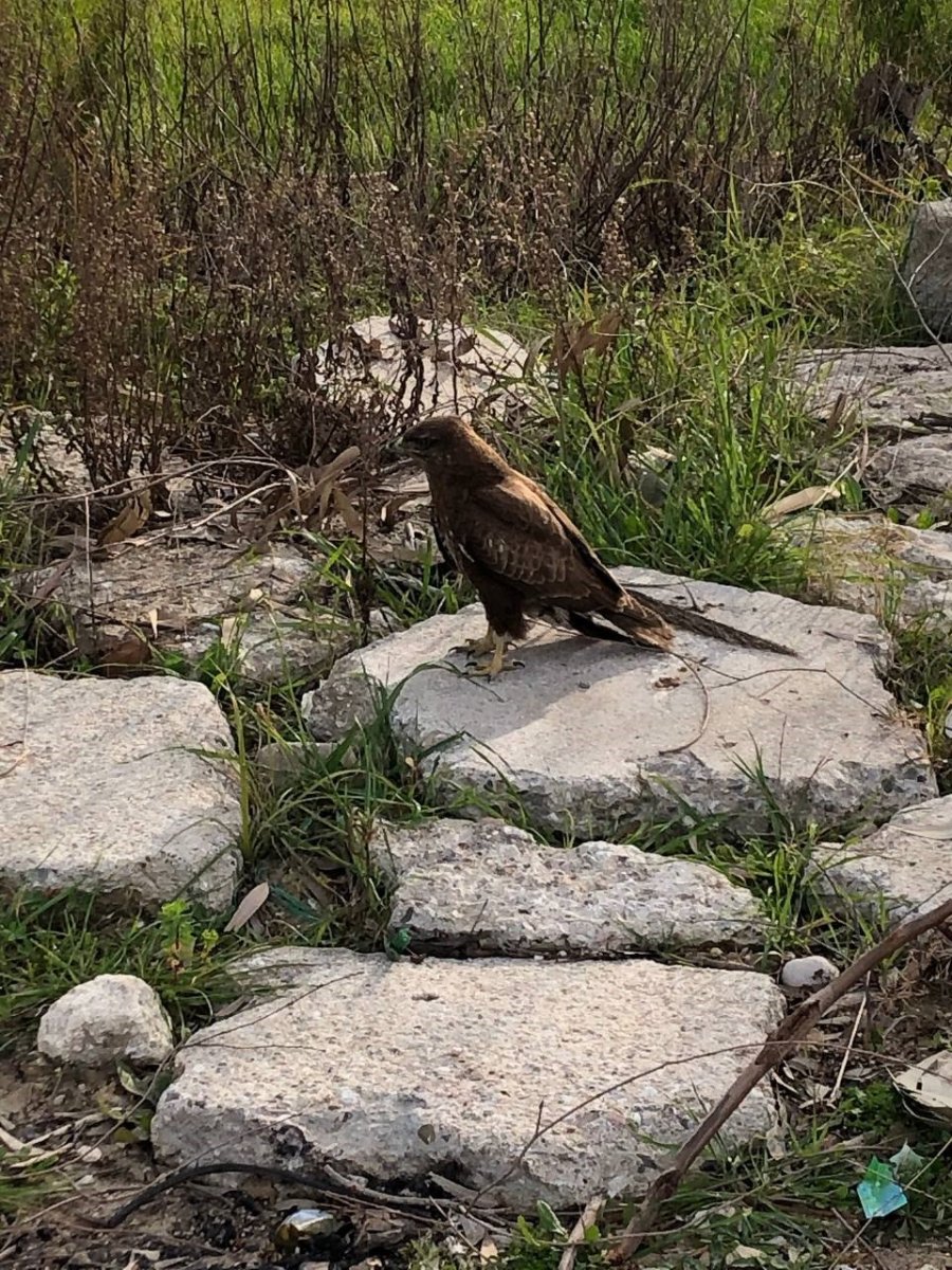 Yaralı Ve Hasta Şahini Milli Parklar’a Teslim Ettiler