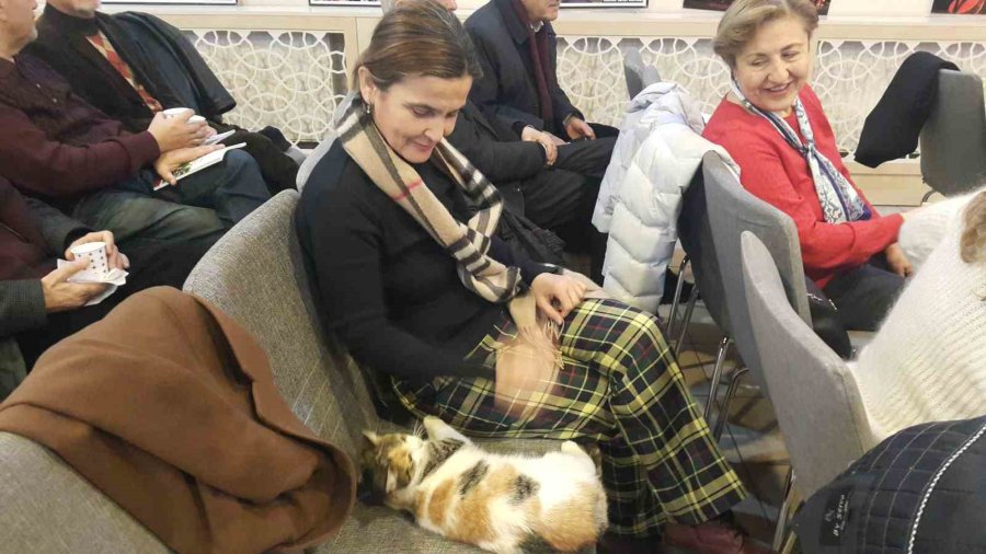 Soğukta Üşüyen Kedi Sanat Merkezine Sığındı