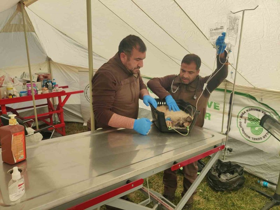 Tarım Ve Orman Bakanlığı, Deprem Bölgesindeki Can Dostların Yardımına Koşuyor