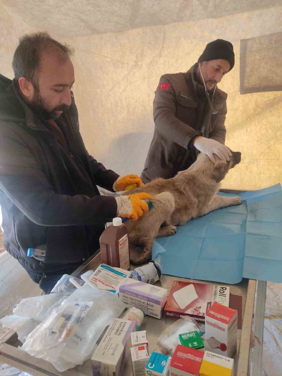 Tarım Ve Orman Bakanlığı, Deprem Bölgesindeki Can Dostların Yardımına Koşuyor