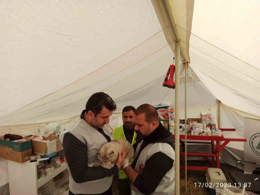 Tarım Ve Orman Bakanlığı, Deprem Bölgesindeki Can Dostların Yardımına Koşuyor