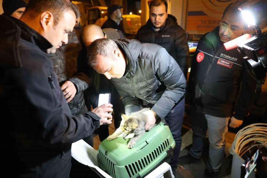 Bina Enkazının Yıkımı Durduruldu, "zena" İsimli Kedi Kurtarıldı