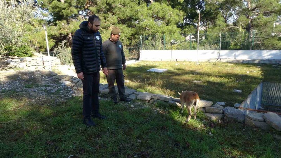 Yavru Yaban Keçisi, Milli Parkların Maskotu Oldu