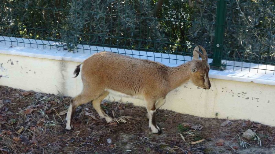 Yavru Yaban Keçisi, Milli Parkların Maskotu Oldu