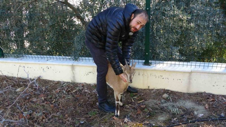 Yavru Yaban Keçisi, Milli Parkların Maskotu Oldu