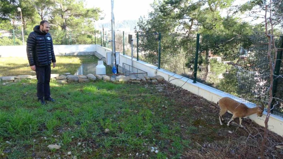 Yavru Yaban Keçisi, Milli Parkların Maskotu Oldu