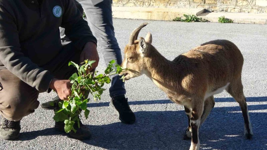 Yavru Yaban Keçisi, Milli Parkların Maskotu Oldu