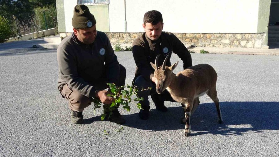 Yavru Yaban Keçisi, Milli Parkların Maskotu Oldu