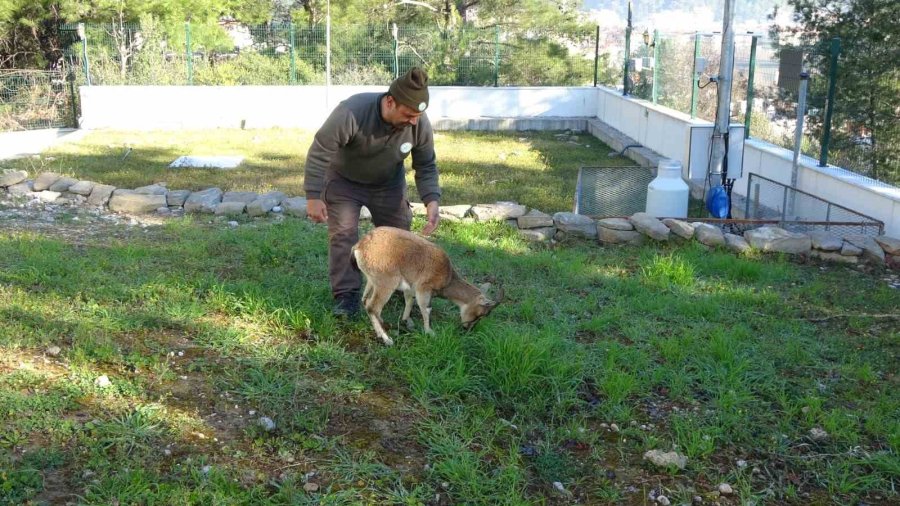 Yavru Yaban Keçisi, Milli Parkların Maskotu Oldu