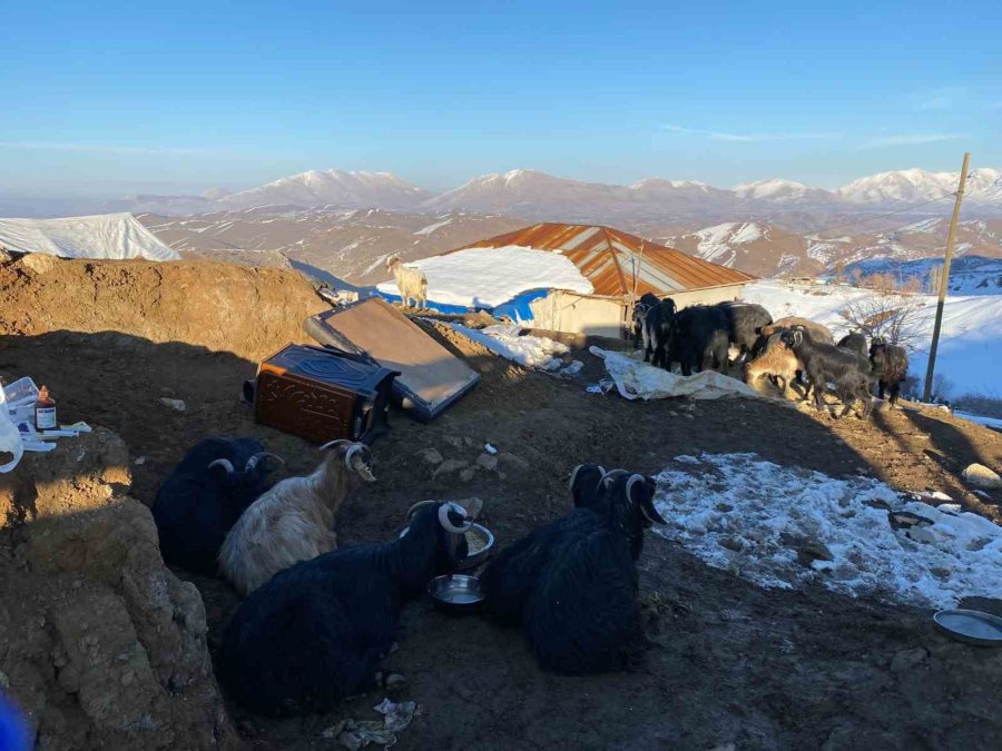 Depremin 17. Gününde 24 Keçi Enkazdan Kurtarıldı