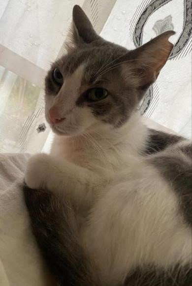 Kaybolan Kedisini Bulana 10 Bin Tl Ödül Verecek