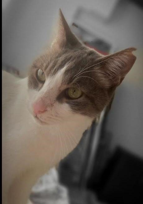 Kaybolan Kedisini Bulana 10 Bin Tl Ödül Verecek