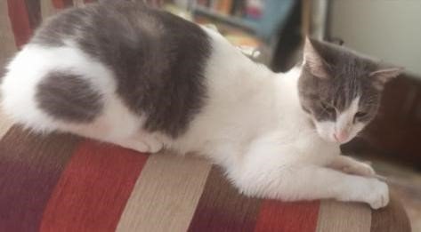 Kaybolan Kedisini Bulana 10 Bin Tl Ödül Verecek