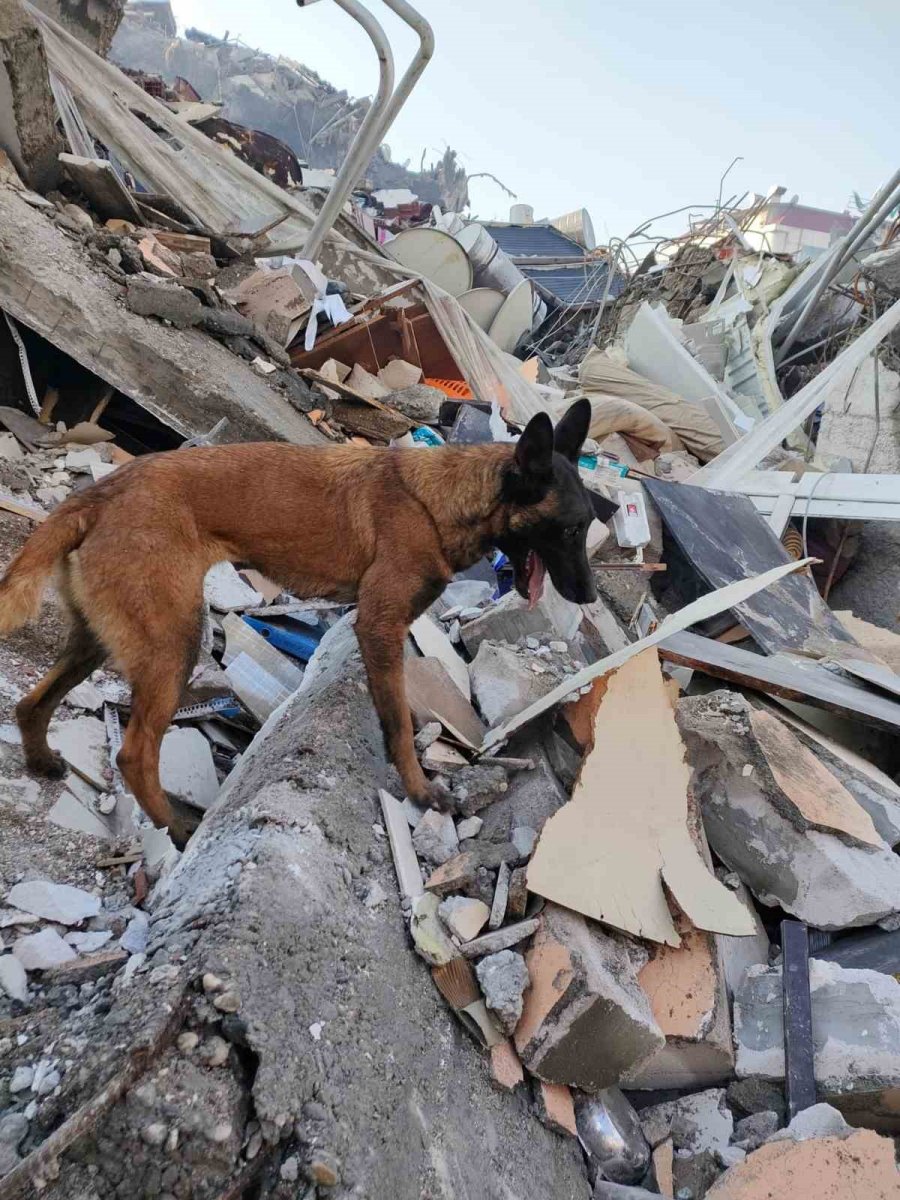 Enkaz Altındaki Vatandaşların Umudu Hassas Burunlar: “rüzgar Ve Çakıl”