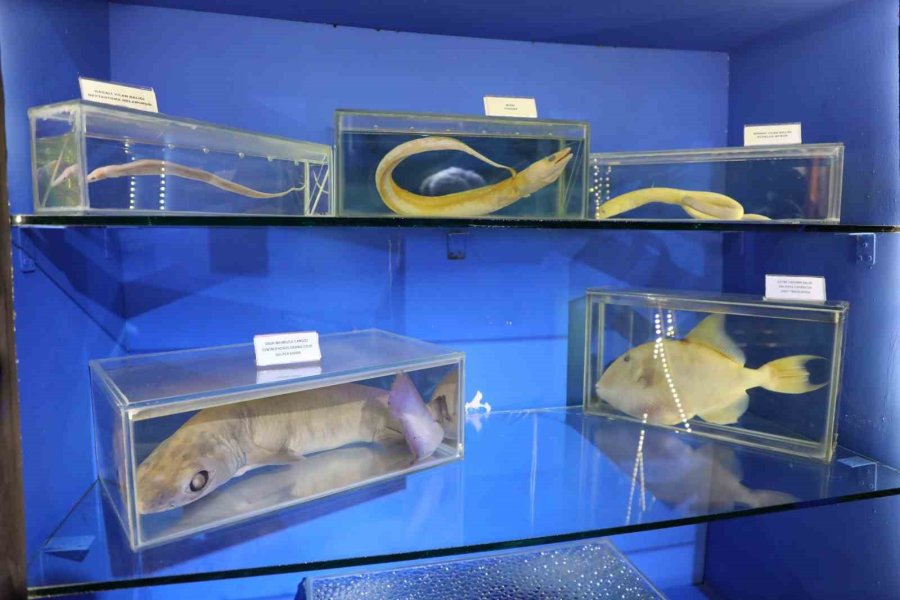 Deniz Biyoloji Müzesi’ndeki Balıklar Yenilenecek