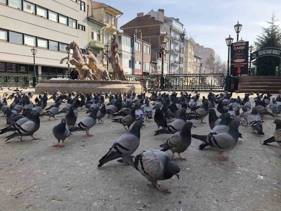 7’den 70’e Hayvan Sevgisi