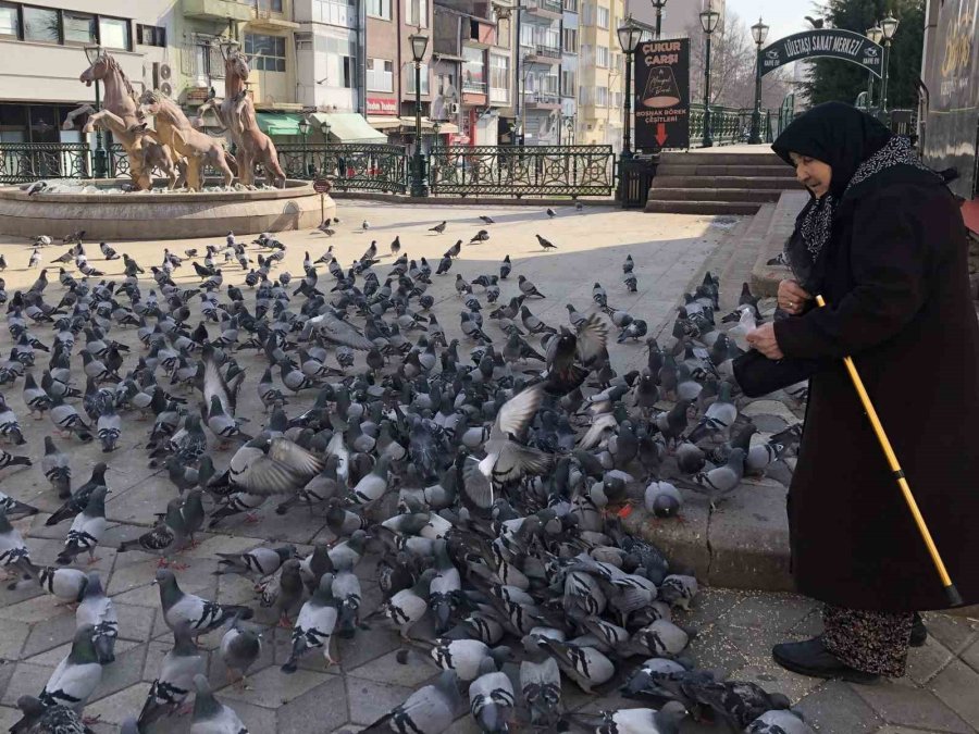 7’den 70’e Hayvan Sevgisi