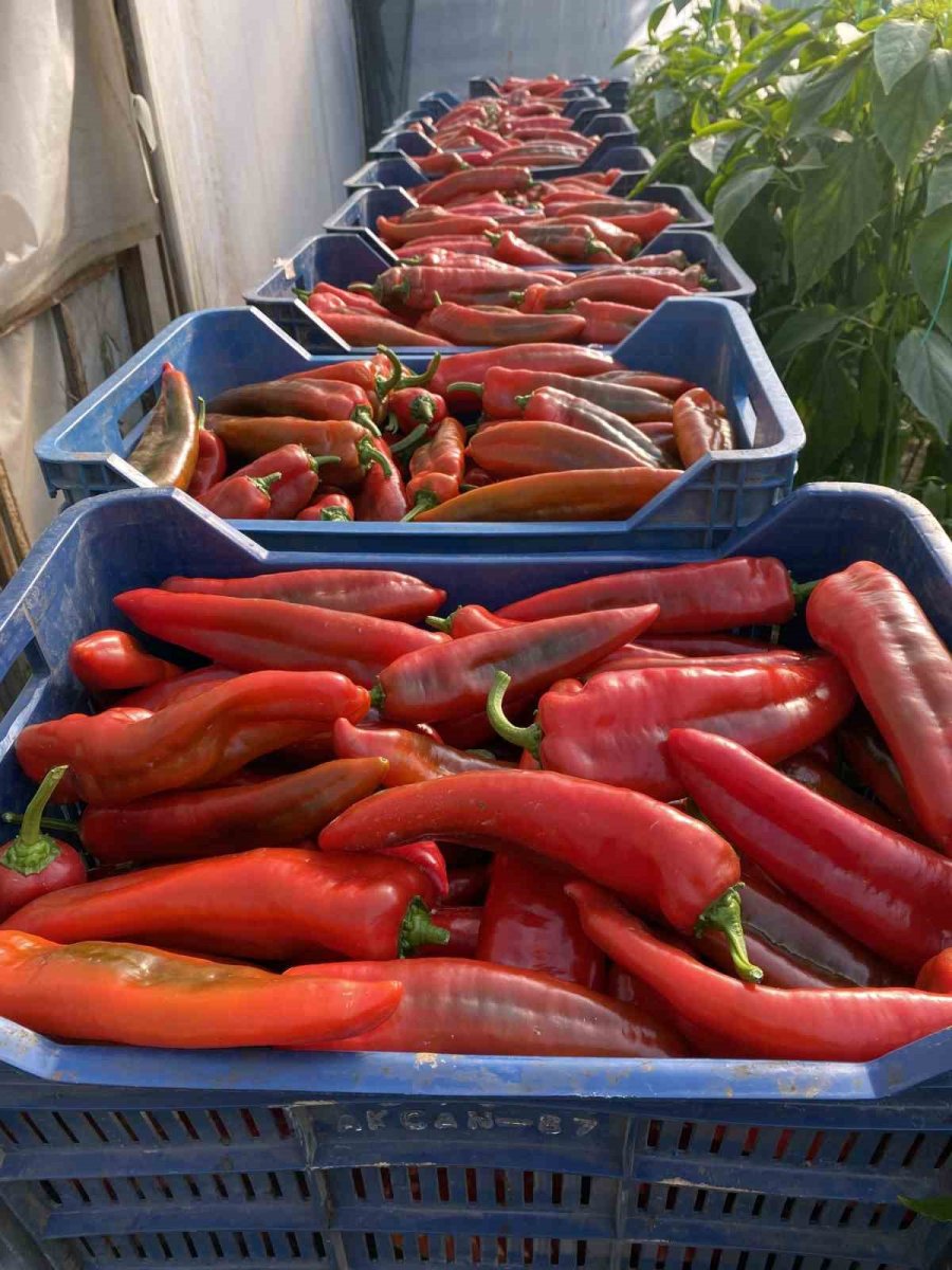 Örtü Altı Tarımda Başı Çeken İlçede Domates Üretimi İlk Sırada Yer Aldı