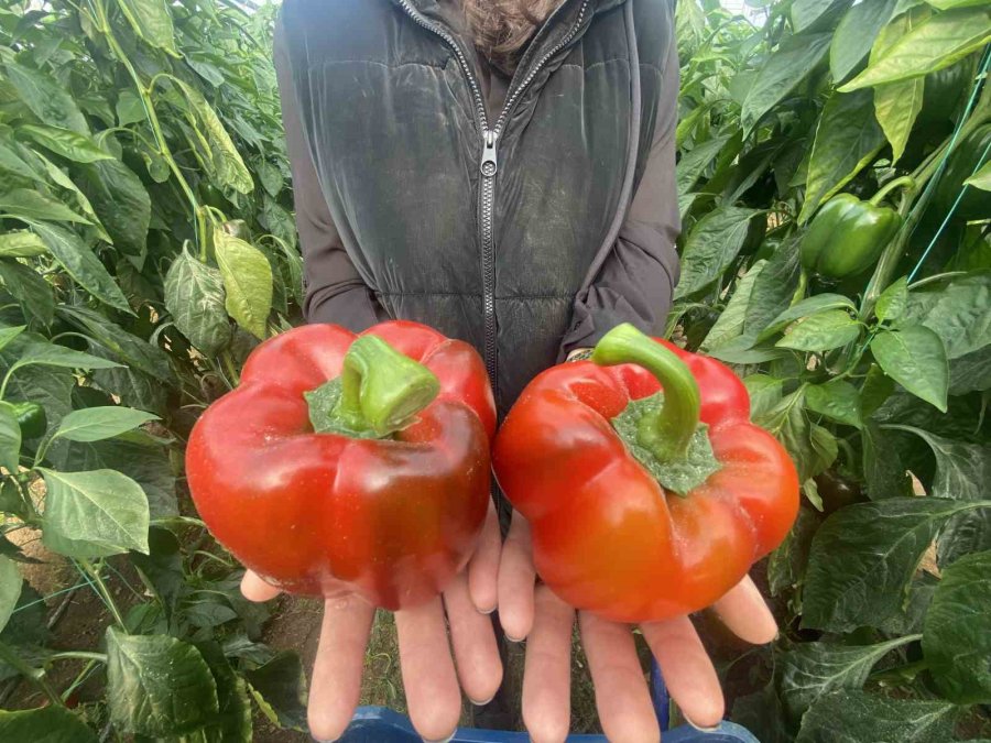Örtü Altı Tarımda Başı Çeken İlçede Domates Üretimi İlk Sırada Yer Aldı